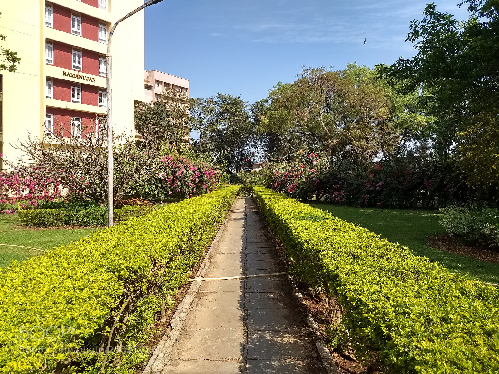 Motorola Moto G (5) Plus sample photo. Light and dark green photography