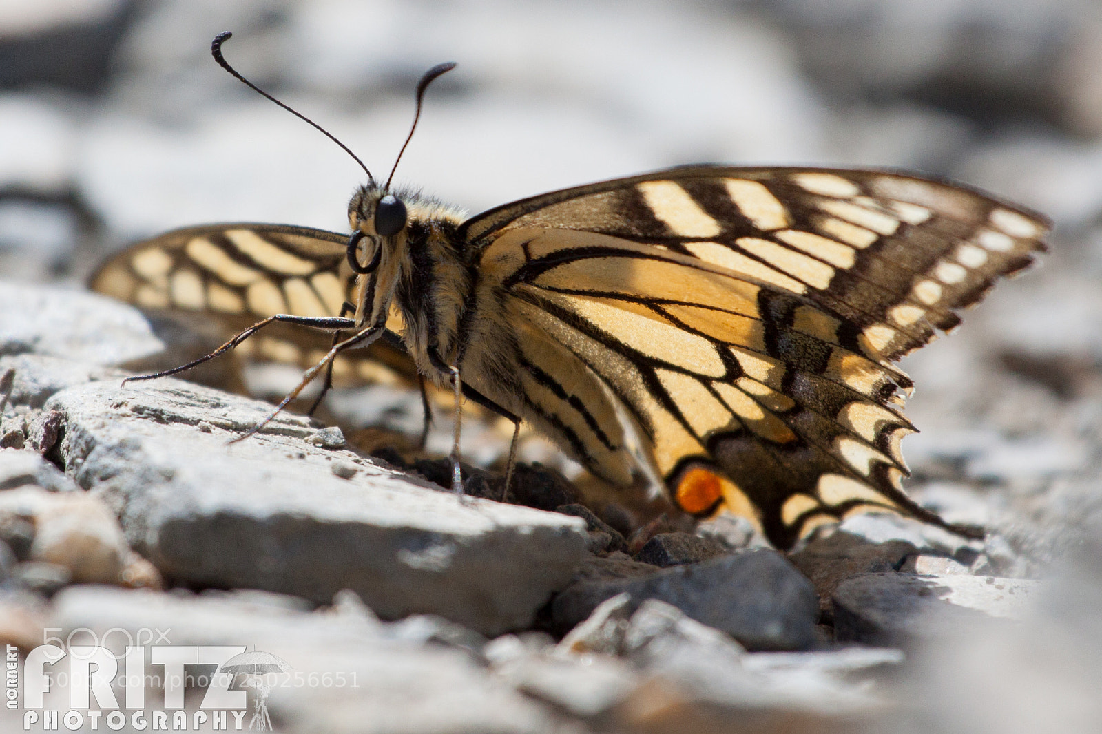 Canon EOS 50D sample photo. Schwalbenschwanz photography