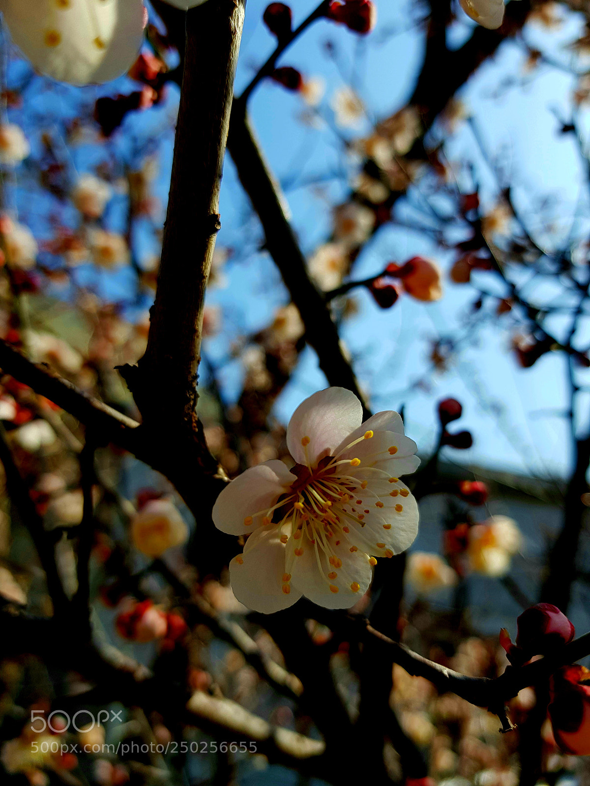 Samsung Galaxy S8+ sample photo. Untitled photography