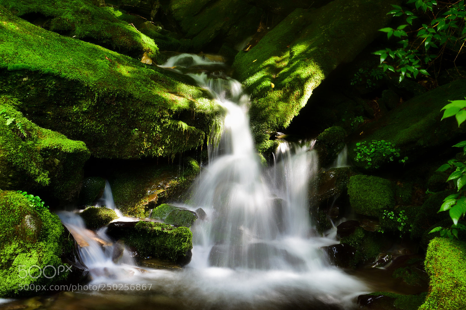 Nikon D5500 sample photo. In the moss valley photography