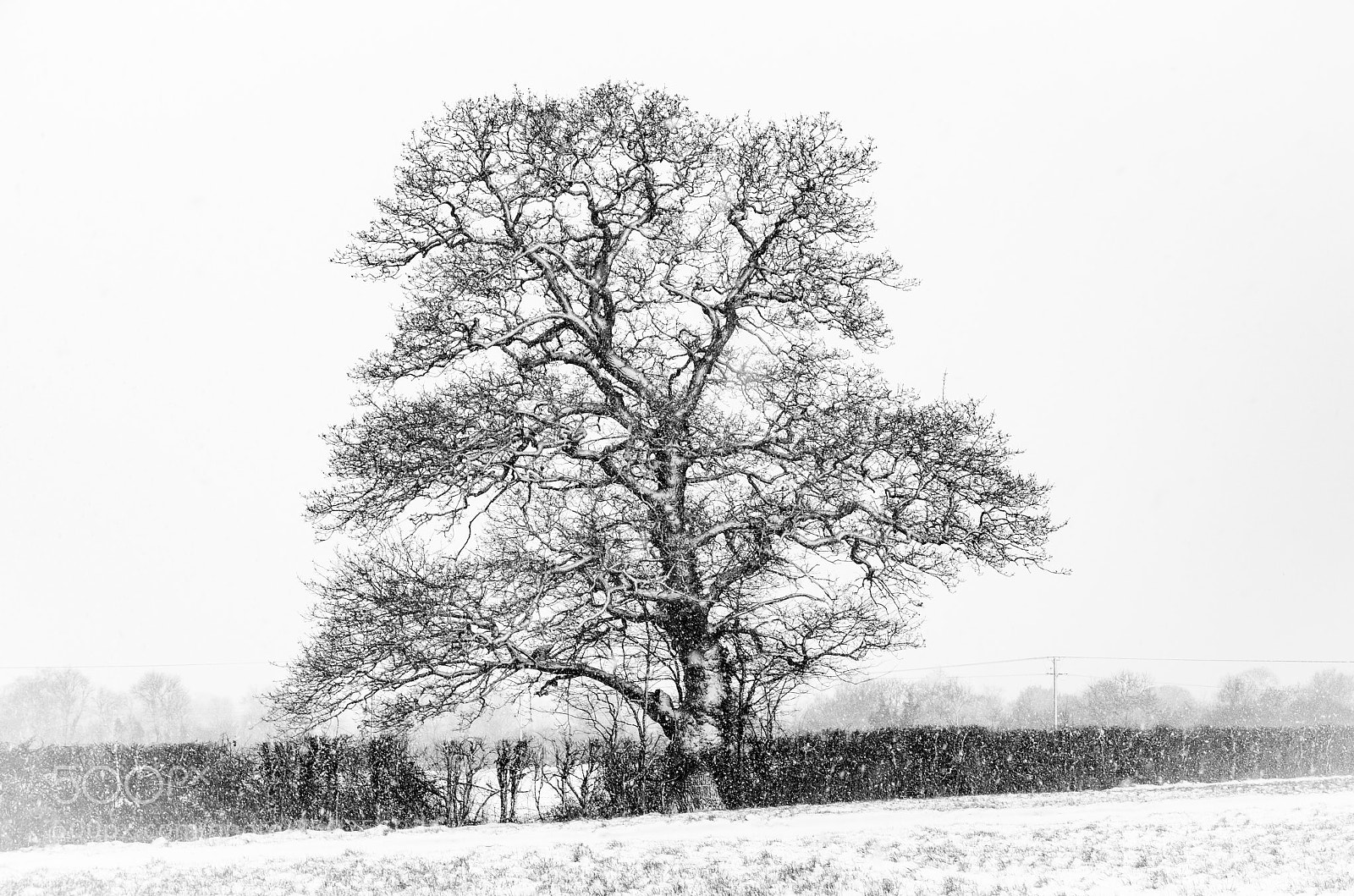 Nikon D5100 sample photo. Snowy oak b&w photography