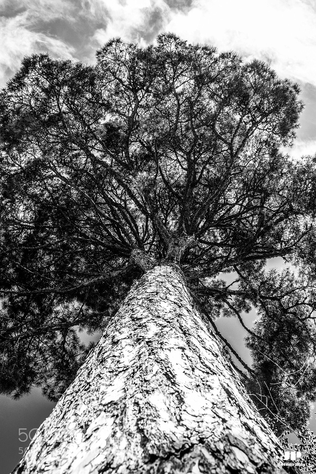 Nikon D500 sample photo. Giant photography