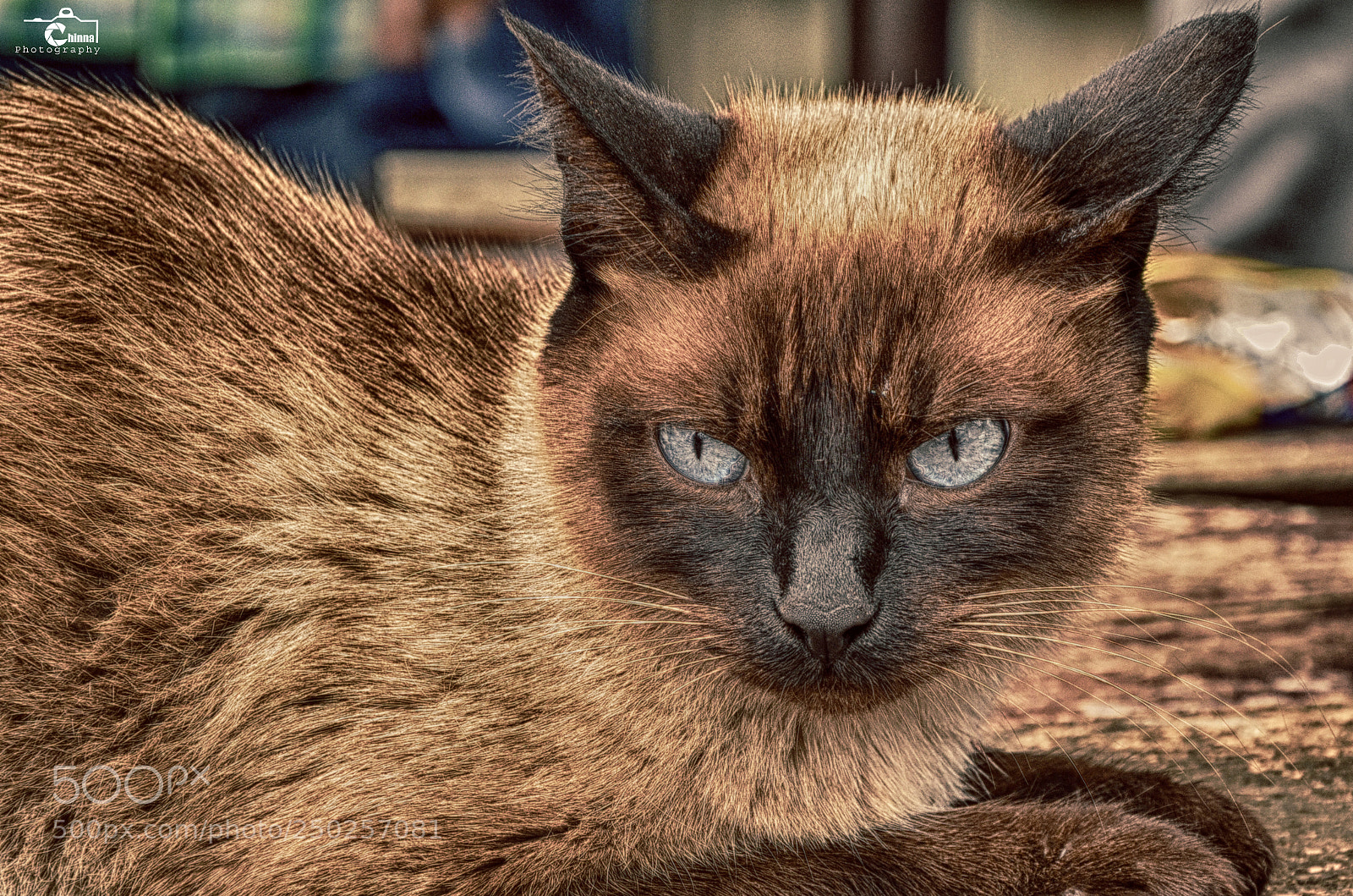 Nikon D7000 sample photo. Burmese cat photography