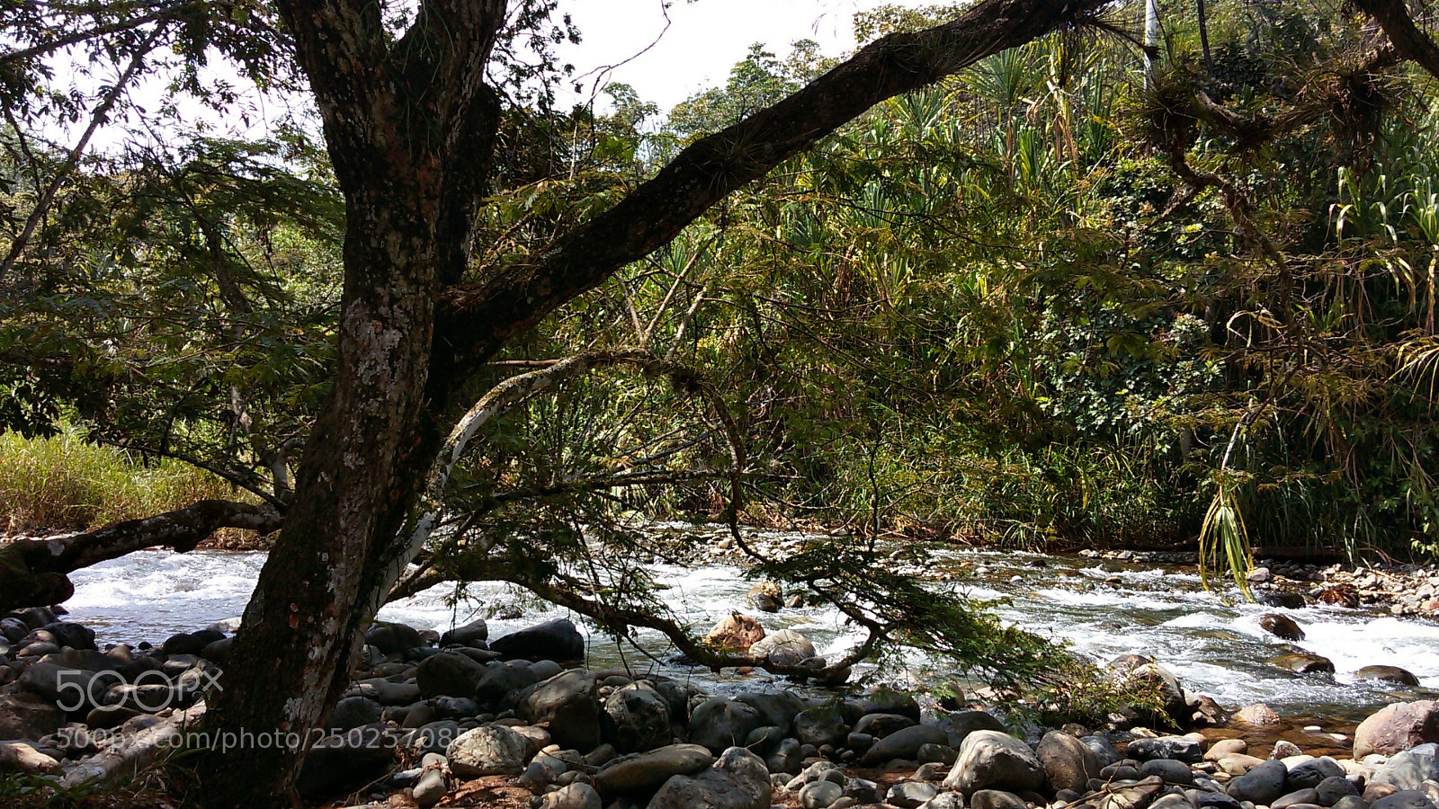 Samsung Galaxy S5 Mini sample photo. Tropical rainforest river photography