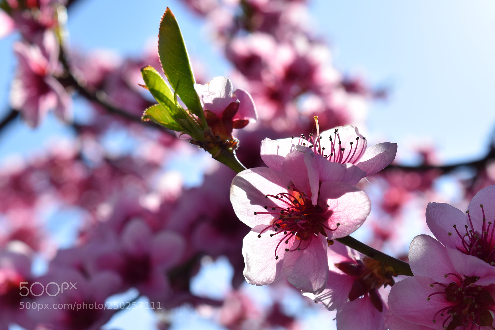 Nikon D5300 sample photo. The cherry blossom photography