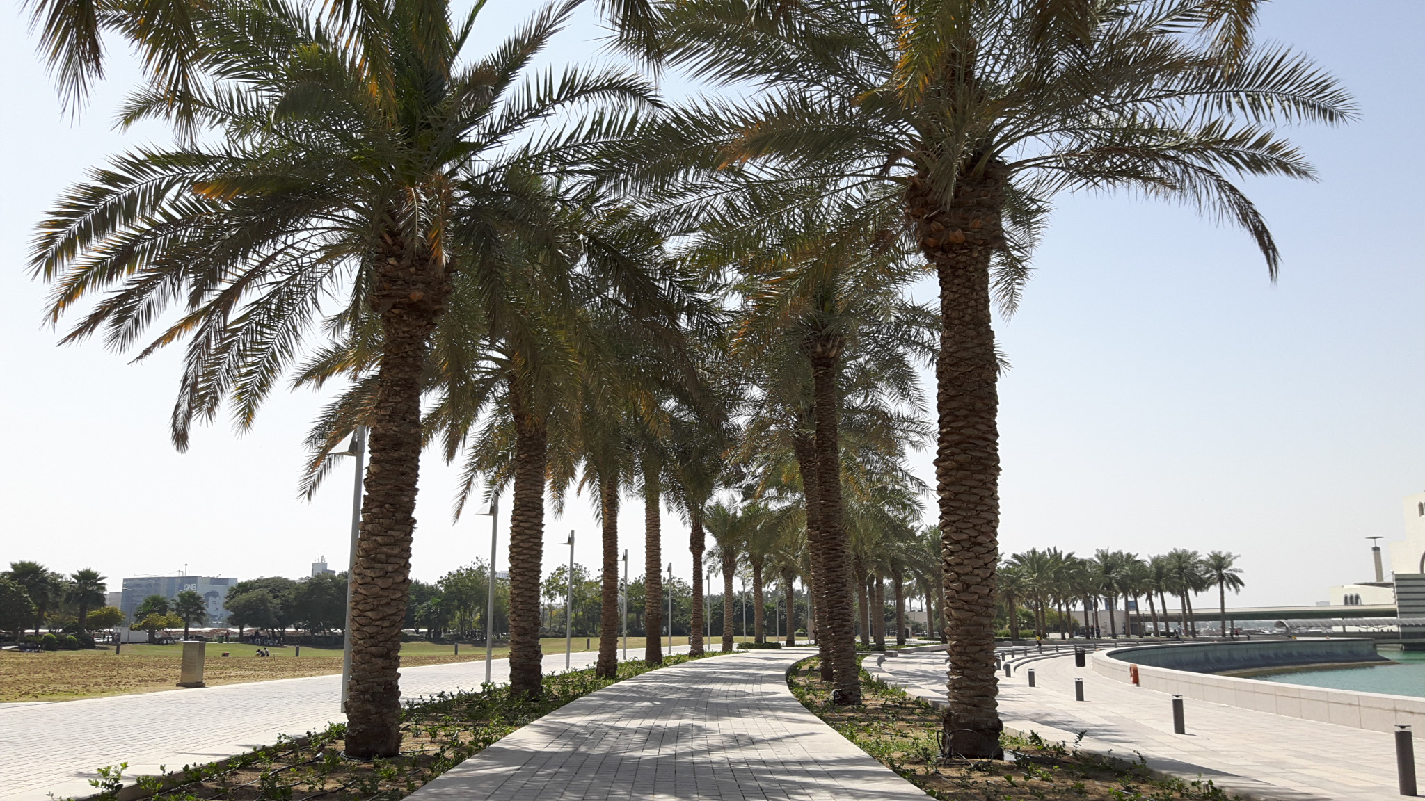 Samsung Galaxy A8 sample photo. The palm trees photography
