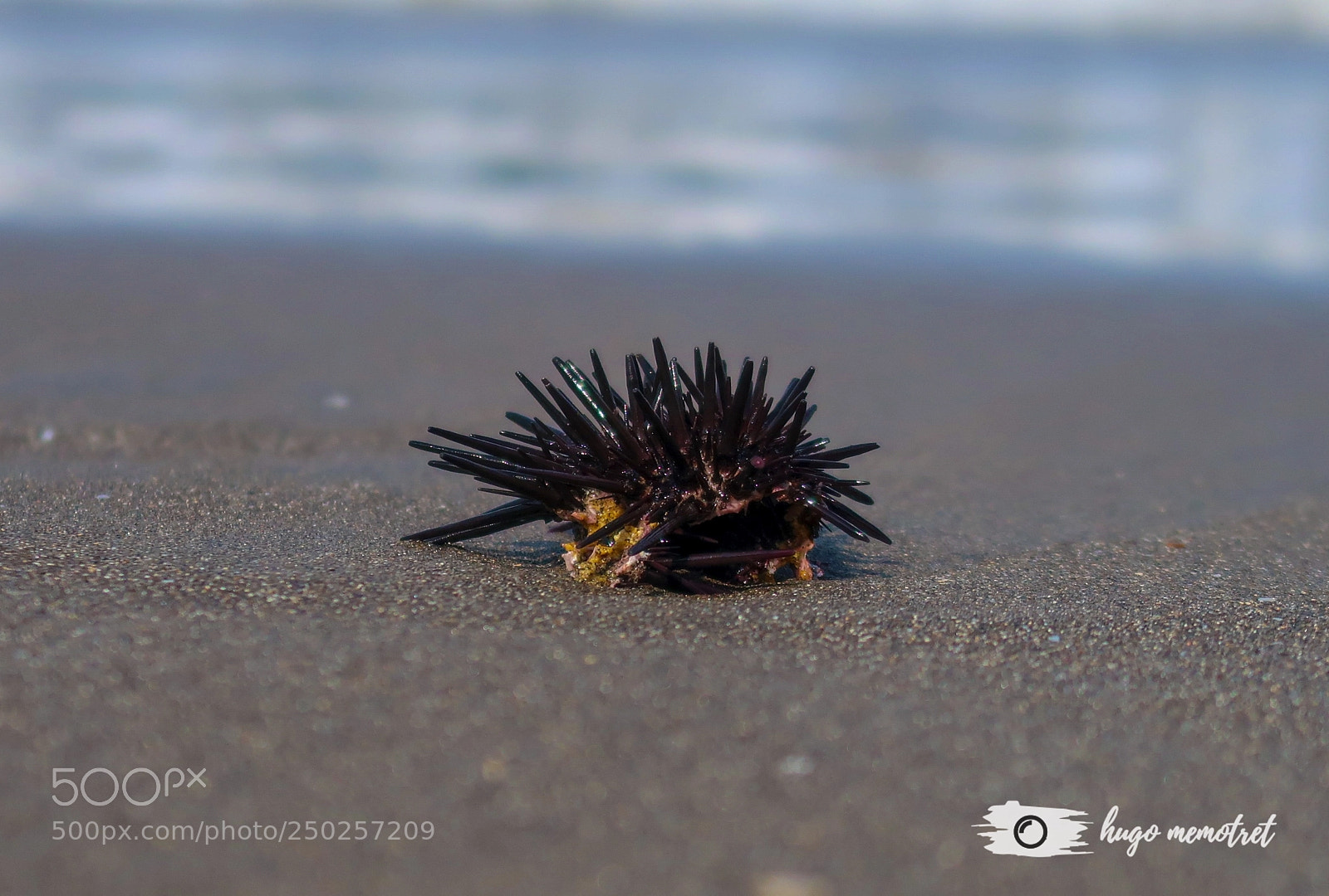 Canon PowerShot G7 X Mark II sample photo. Stranded sea urchin photography