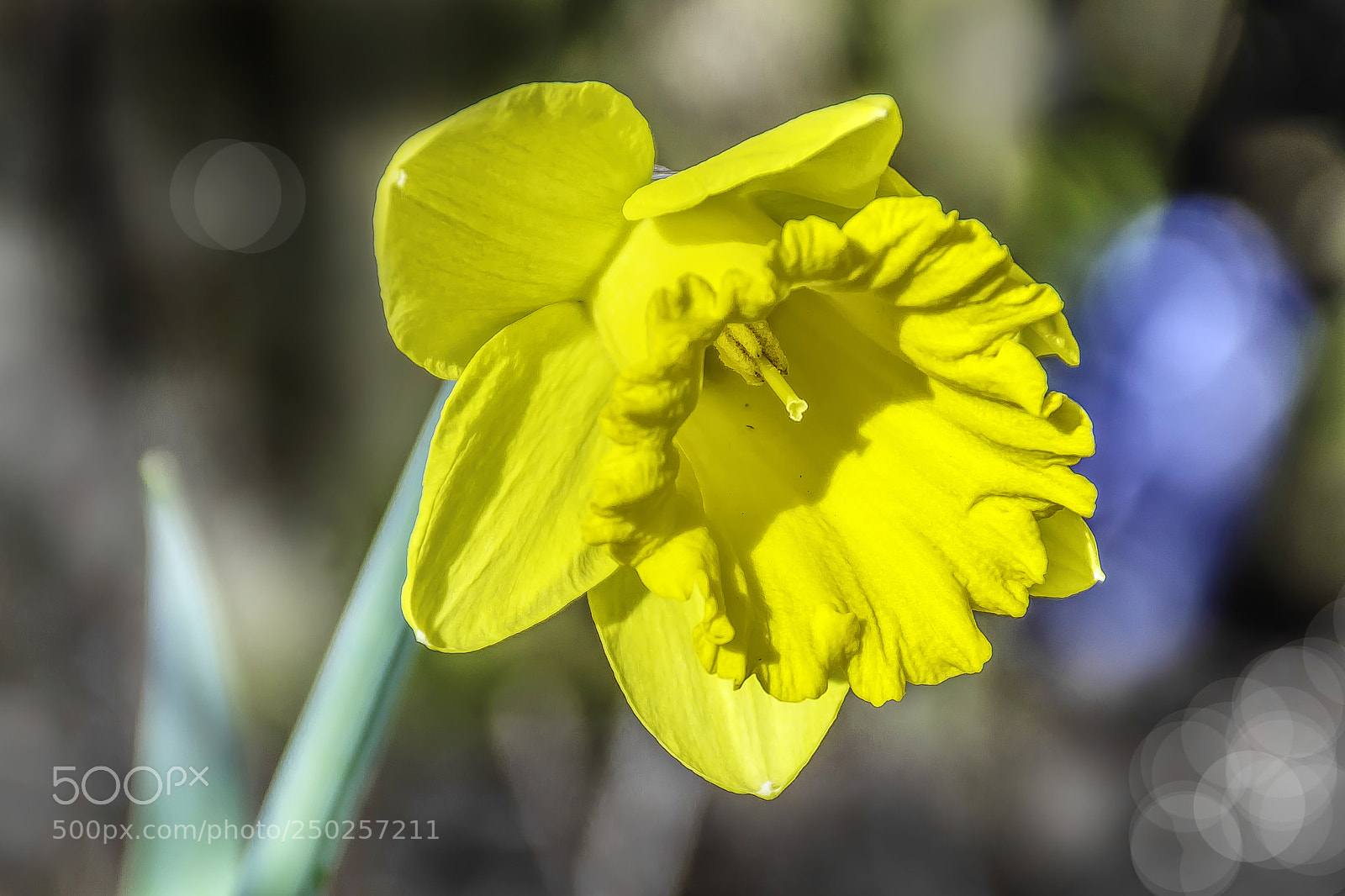 Nikon D7200 sample photo. Daffodil flower in spring photography