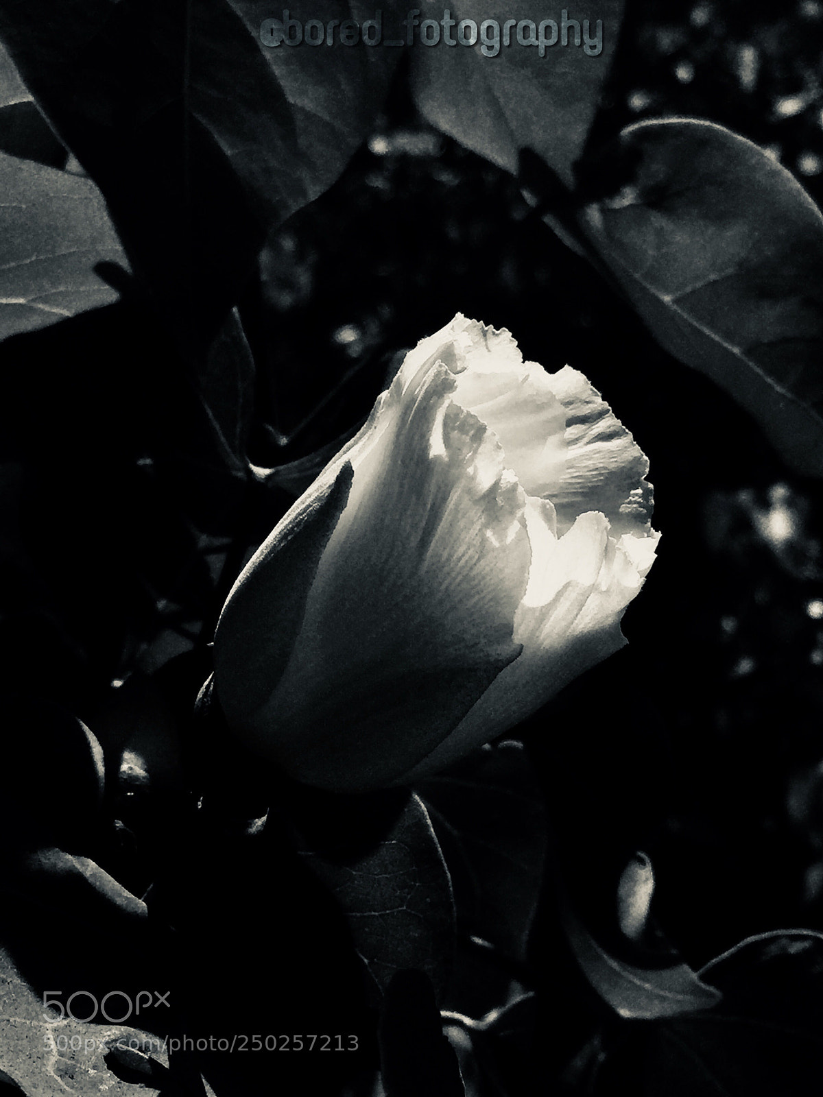 Apple iPhone 6 sample photo. Flower photography
