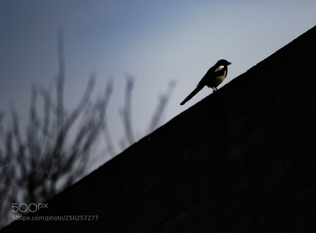 Canon EOS 7D Mark II sample photo. Untitled photography