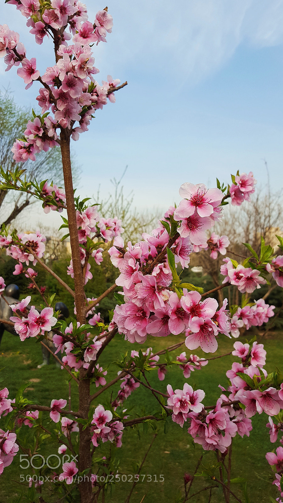 Samsung Galaxy S6 sample photo. Happy norooz photography