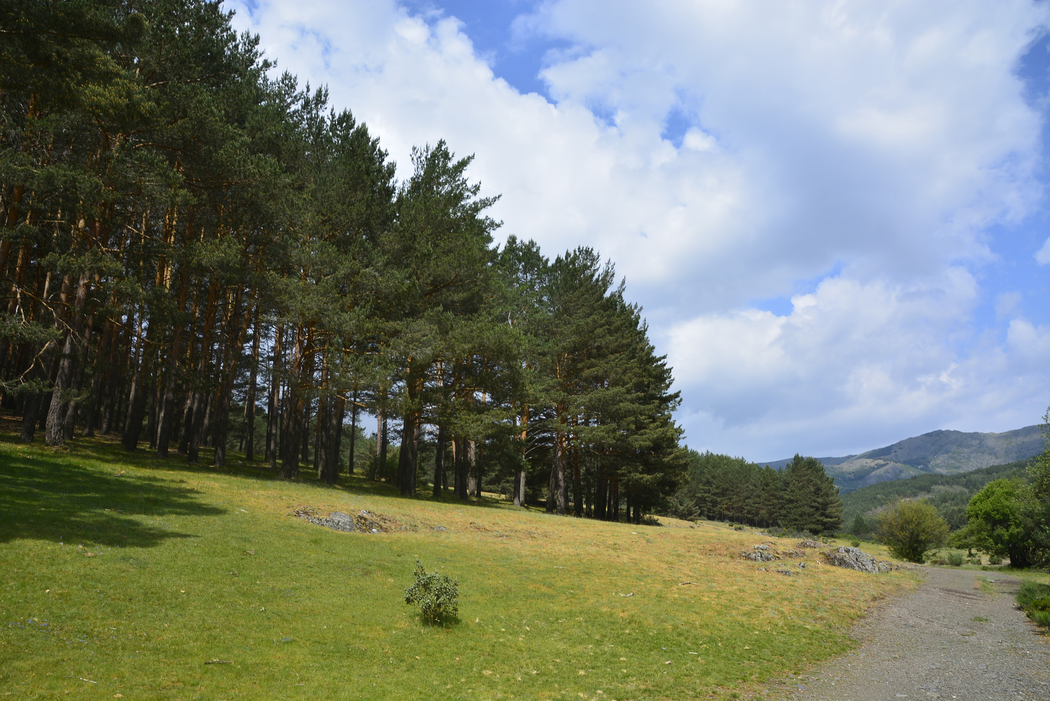Nikon D5200 sample photo. Hayedo photography