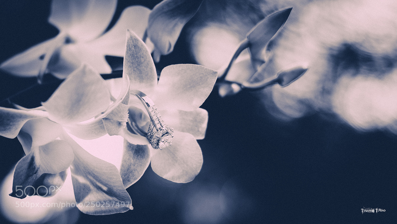 Nikon D5300 sample photo. * photography