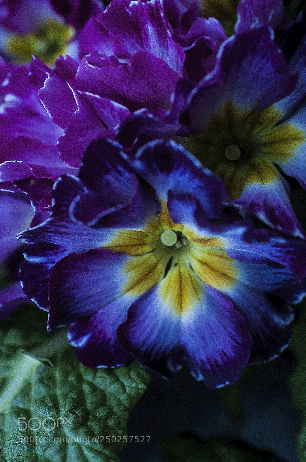Nikon D700 sample photo. Pink and blue flowers photography