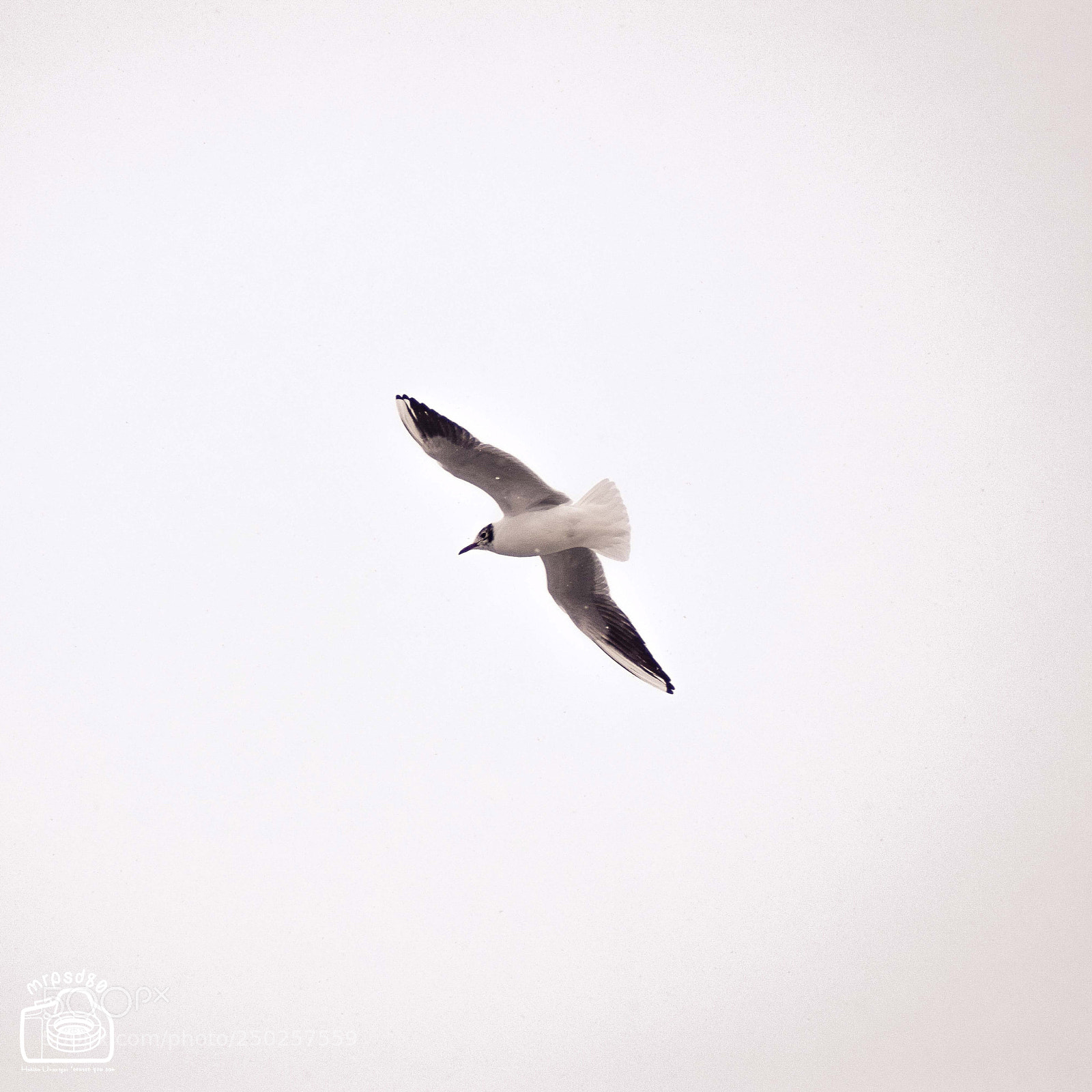 Nikon D3300 sample photo. Soar photography
