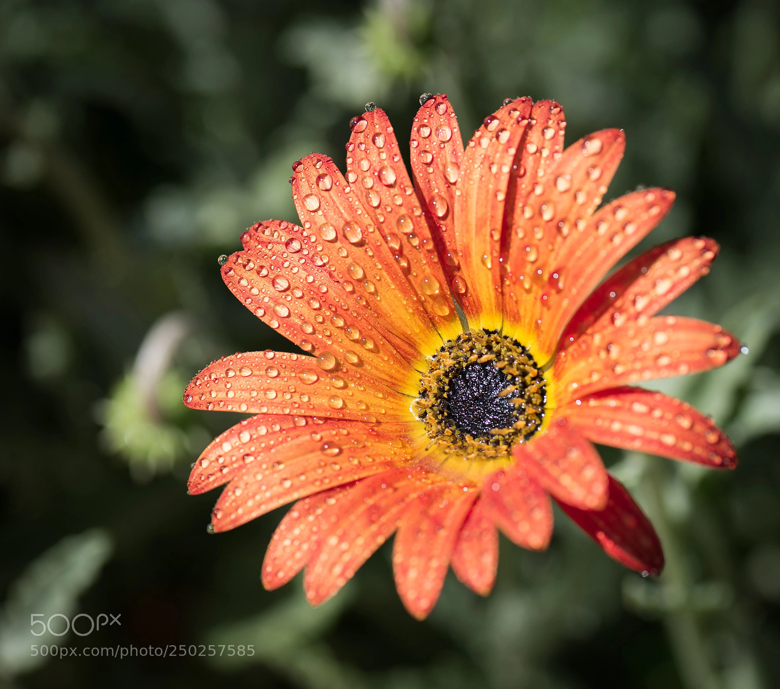 Nikon D810 sample photo. Blooming photography