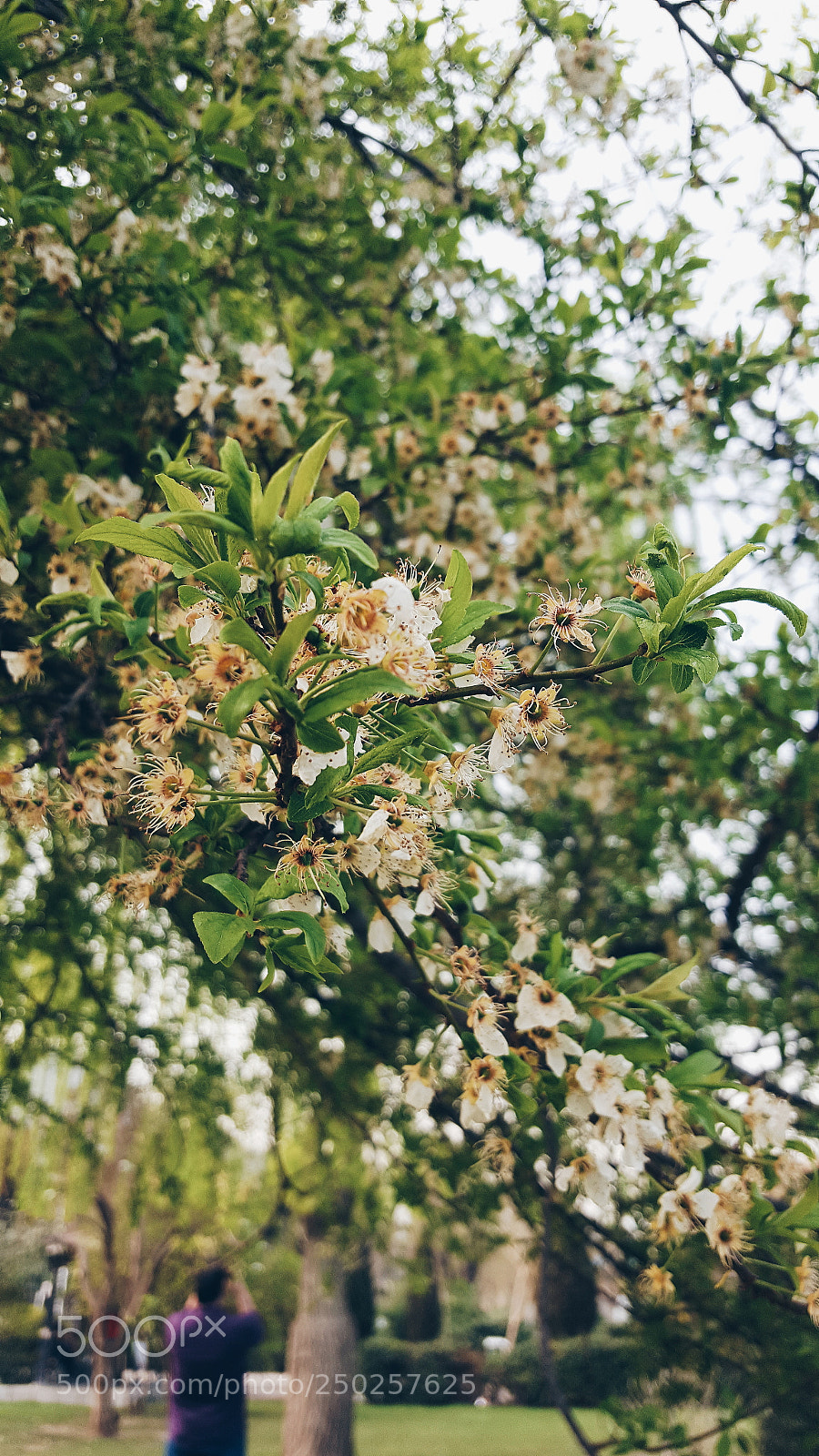 Samsung Galaxy S6 sample photo. Spring time! photography