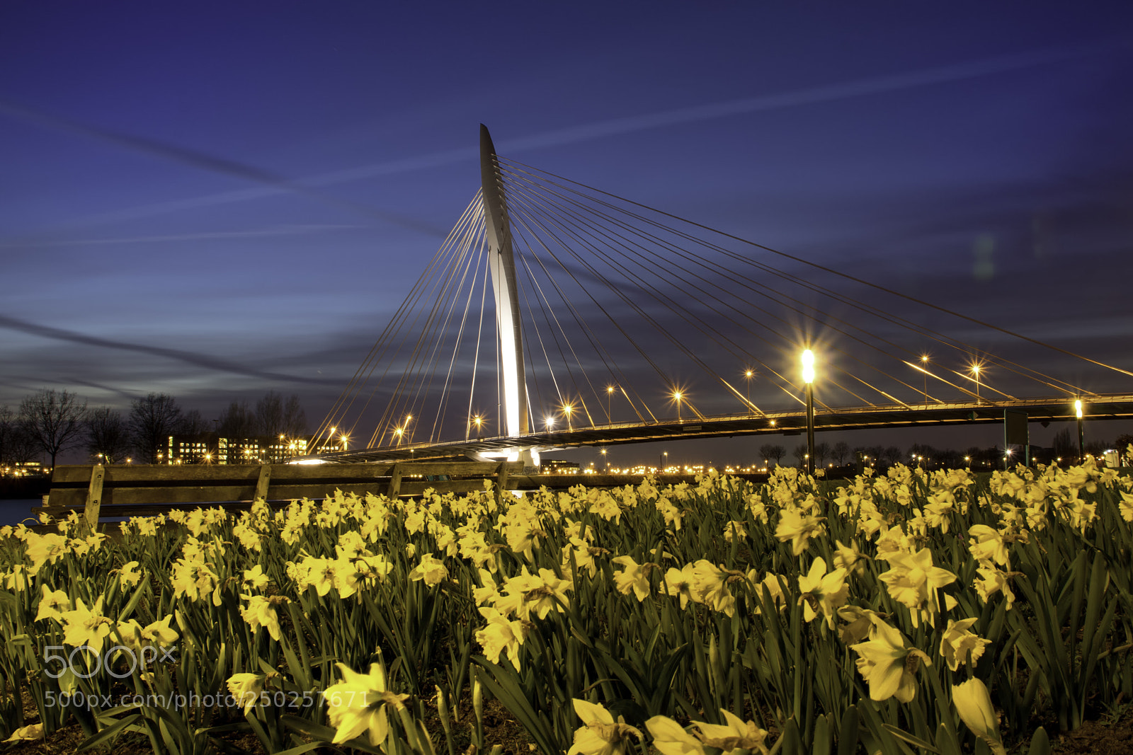 Canon EOS 77D (EOS 9000D / EOS 770D) sample photo. Flowers and blue hour photography