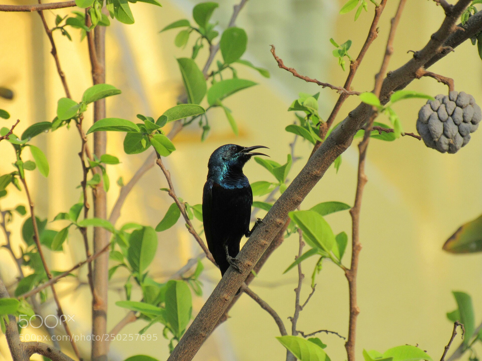 Canon PowerShot SX530 HS sample photo. Purple sunbird male sitting photography