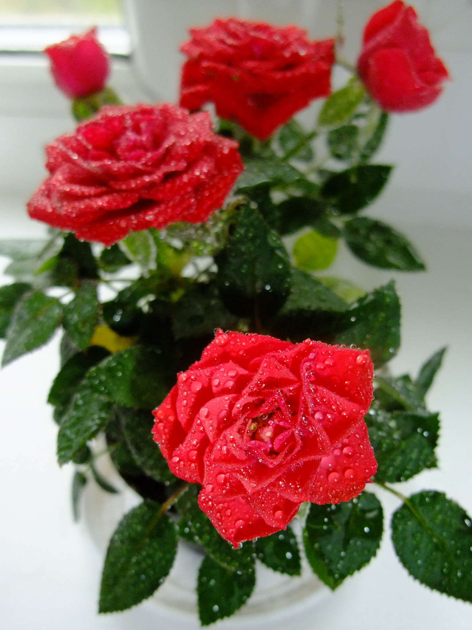 Fujifilm FinePix F200EXR sample photo. Red roses photography