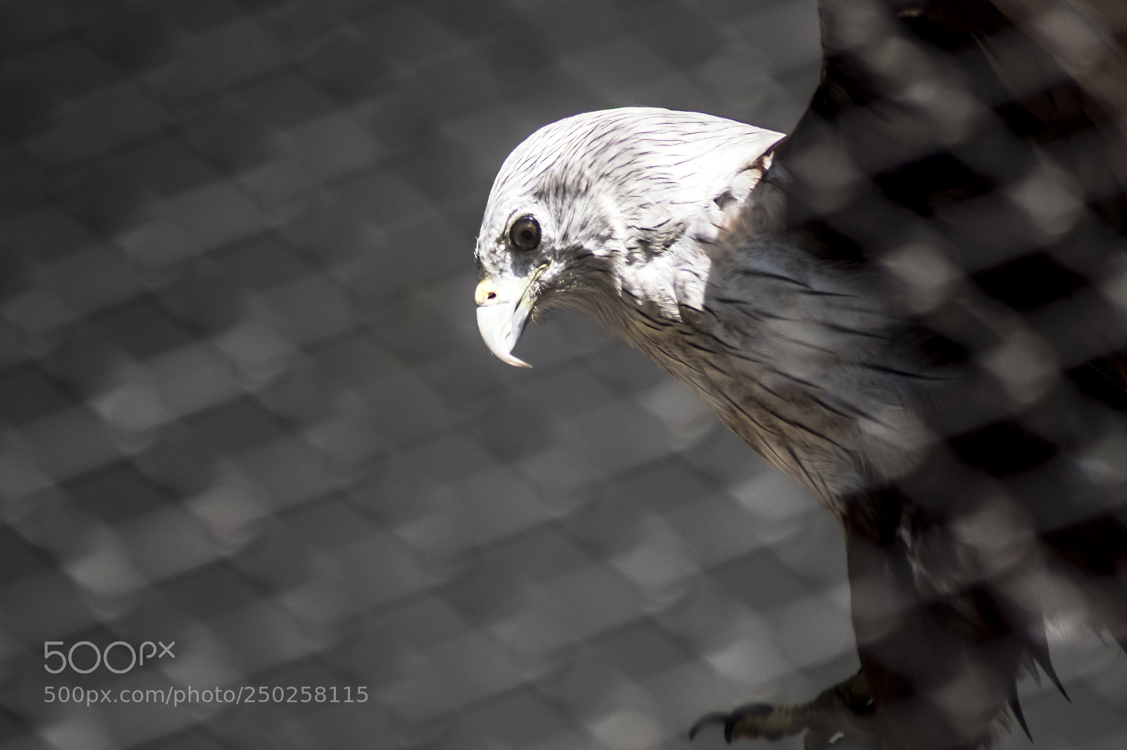 Sony SLT-A68 sample photo. Caged bird photography