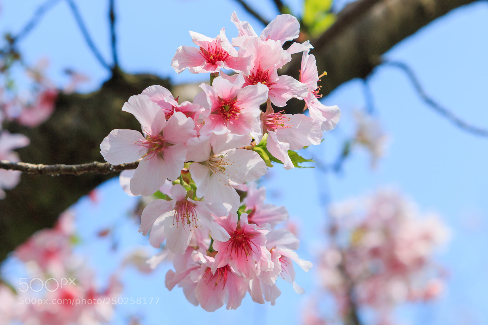 Canon EOS 70D sample photo. 淡水天元宮吉野櫻。さくら。cherry blossoms photography