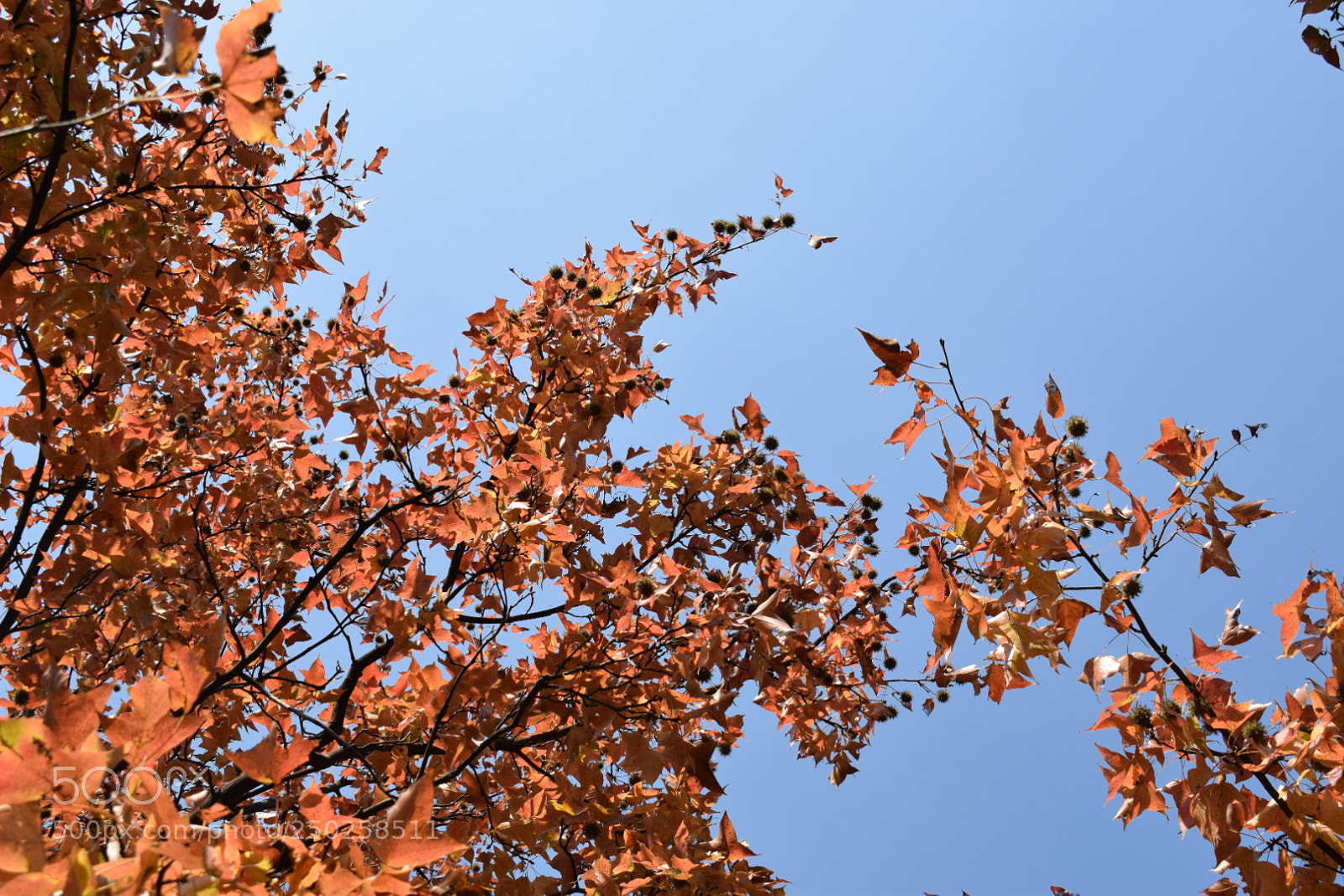 Nikon D5300 sample photo. Late autumn photography