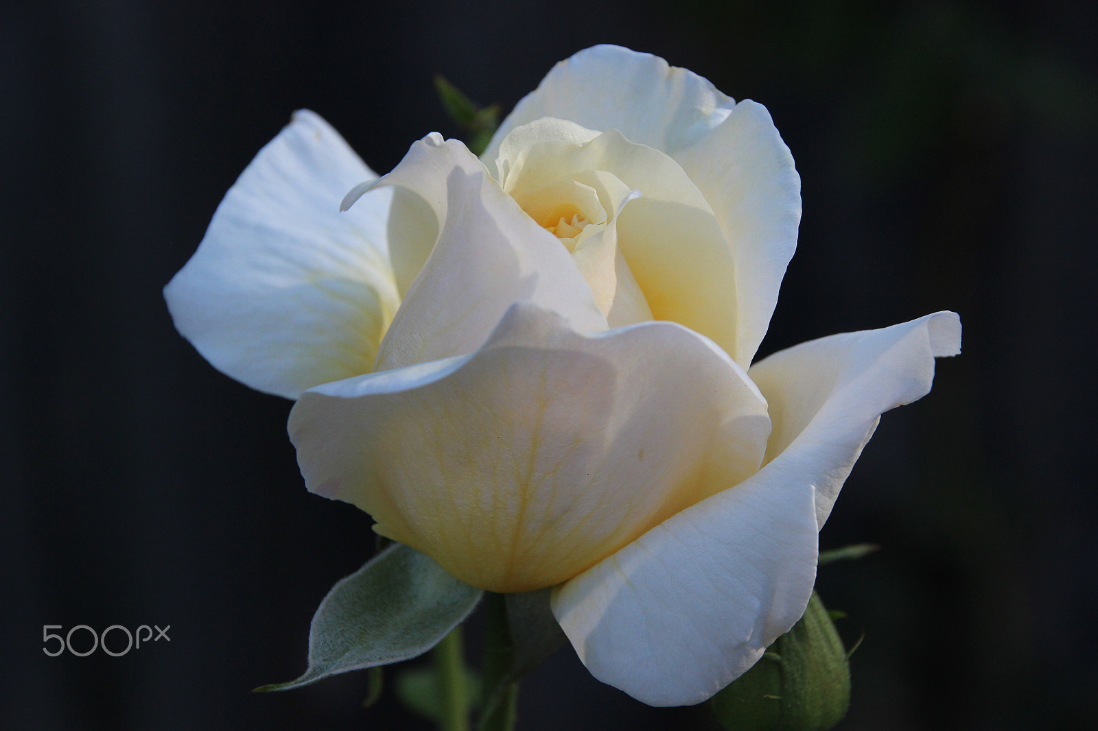 Canon EOS 600D (Rebel EOS T3i / EOS Kiss X5) sample photo. Autumn rose 2 photography