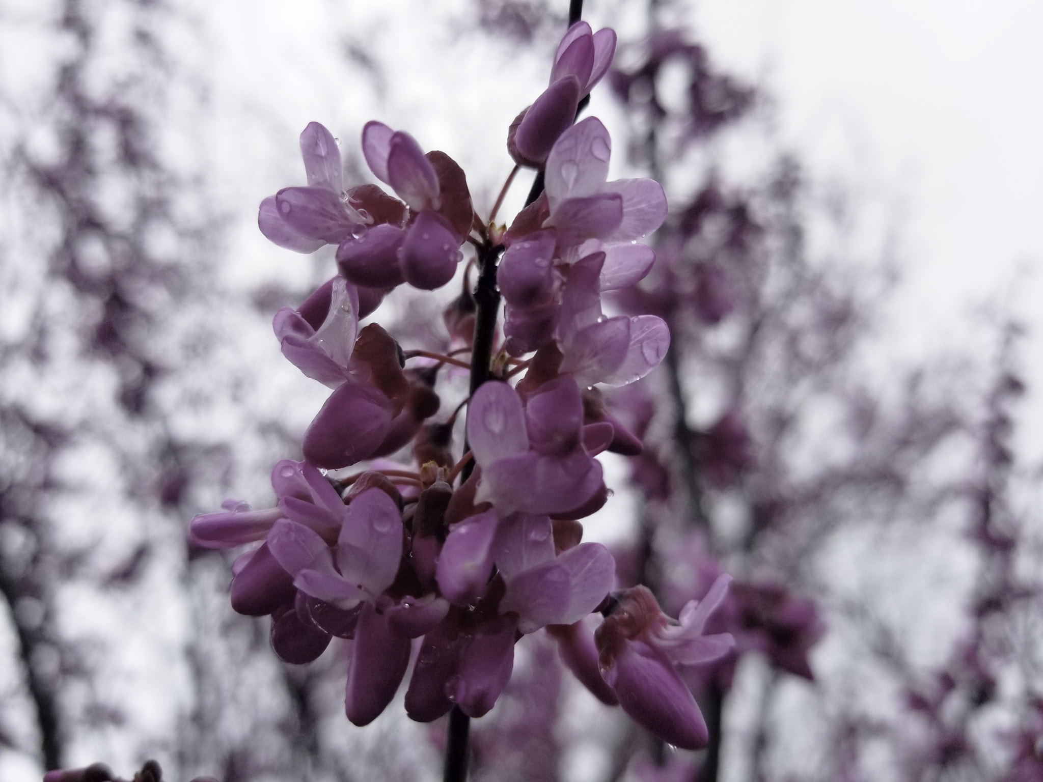 Samsung Galaxy S8 Active sample photo. Flower tree photography
