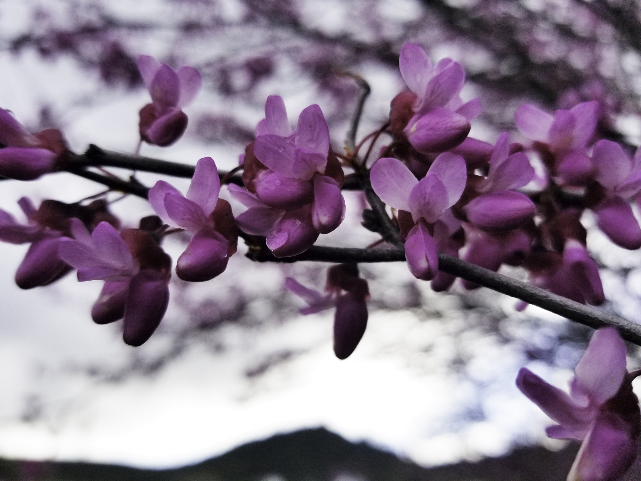 Samsung Galaxy S8 Active sample photo. Flower tree photography