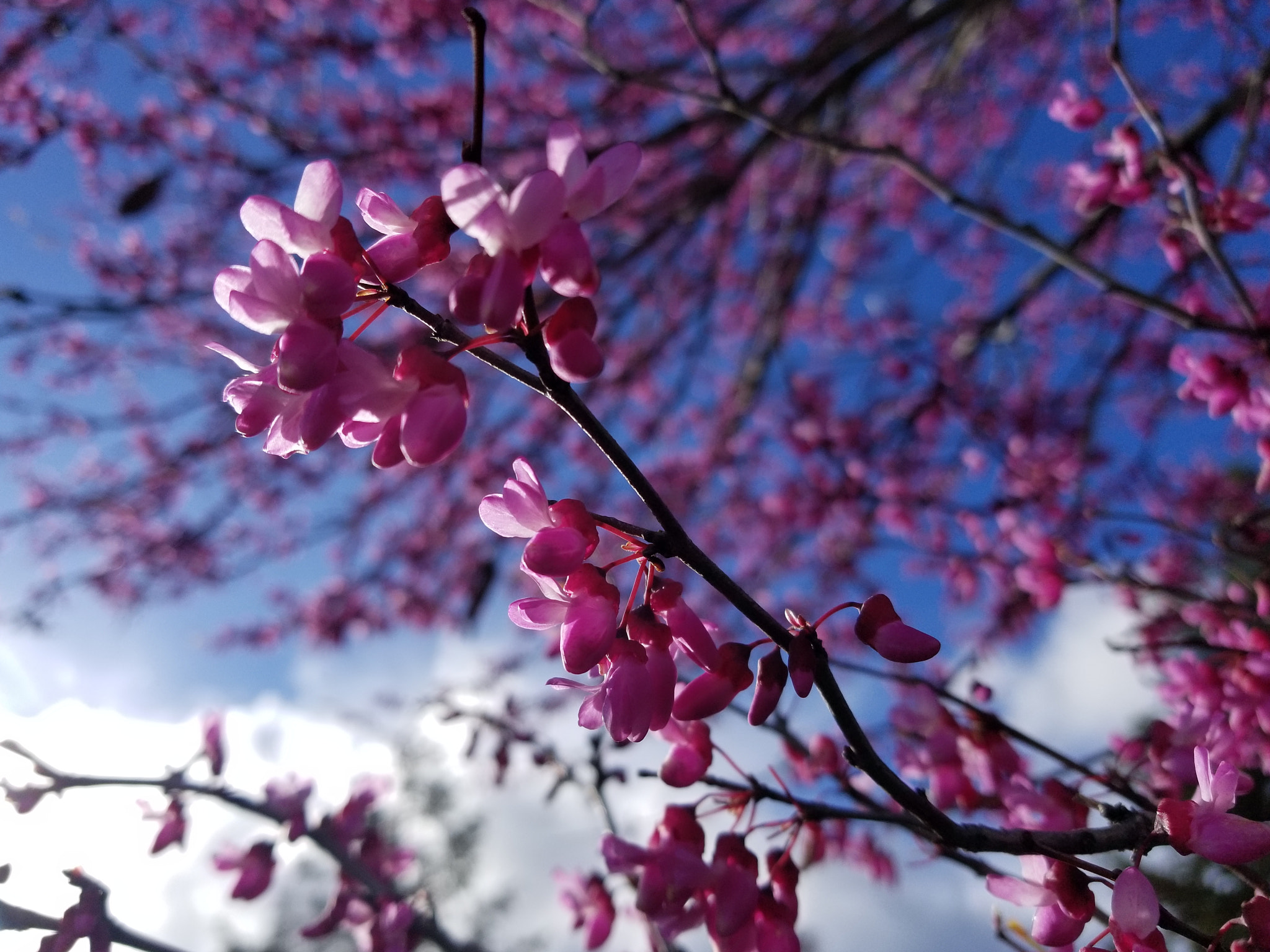 Samsung Galaxy S8 Active sample photo. Flower tree photography