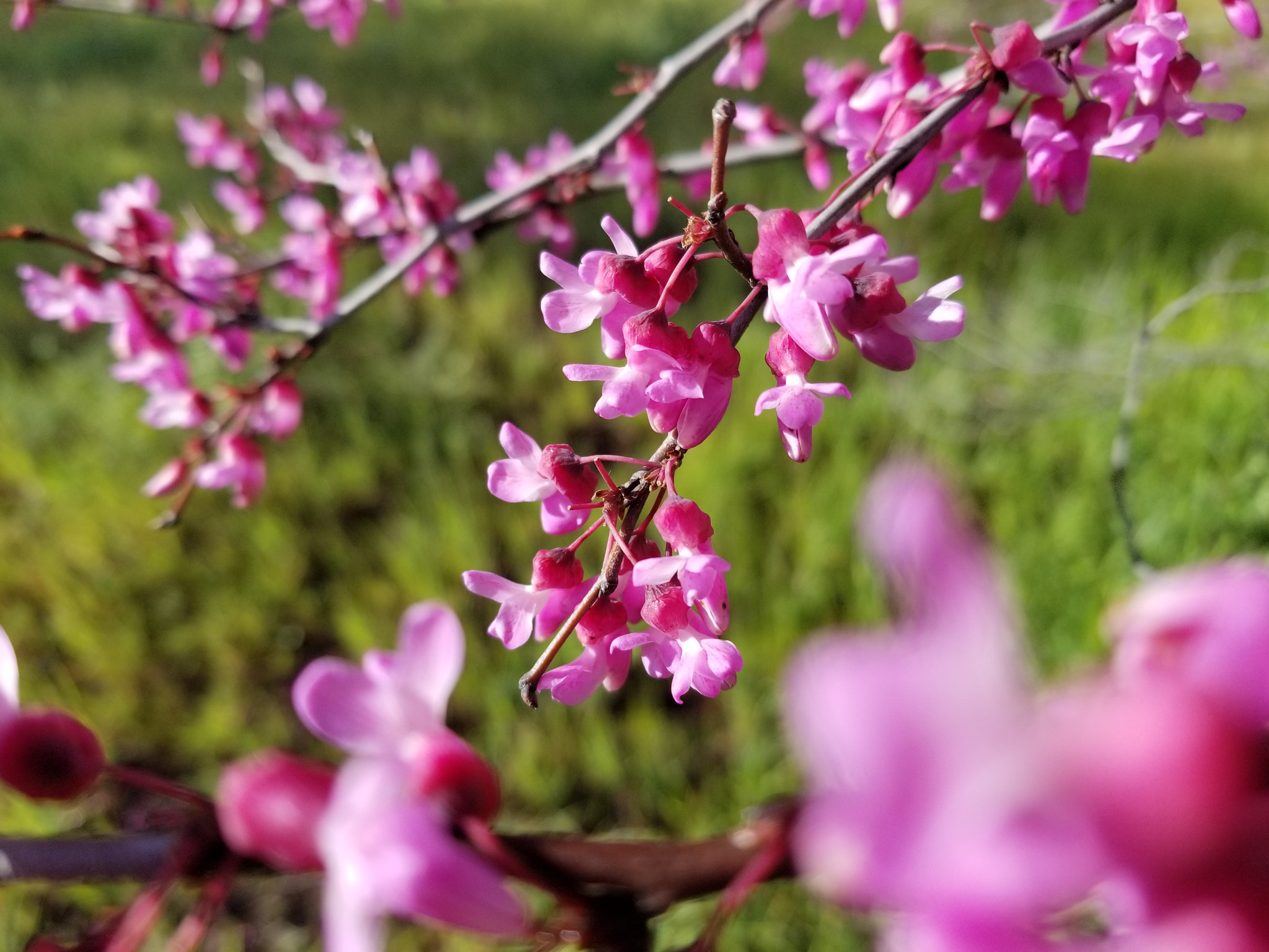 Samsung Galaxy S8 Active sample photo. Flower tree photography