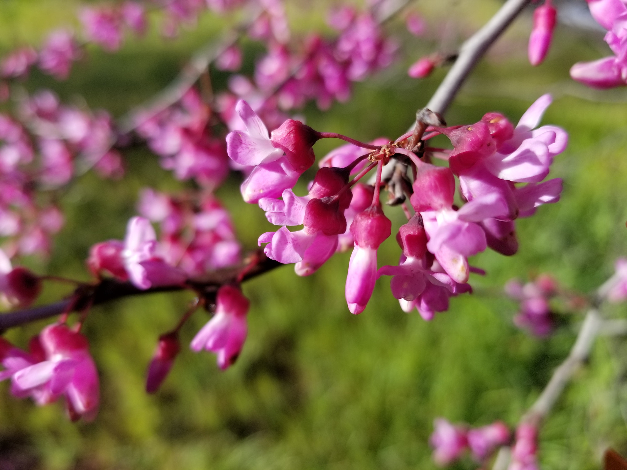 Samsung Galaxy S8 Active sample photo. Flower tree photography
