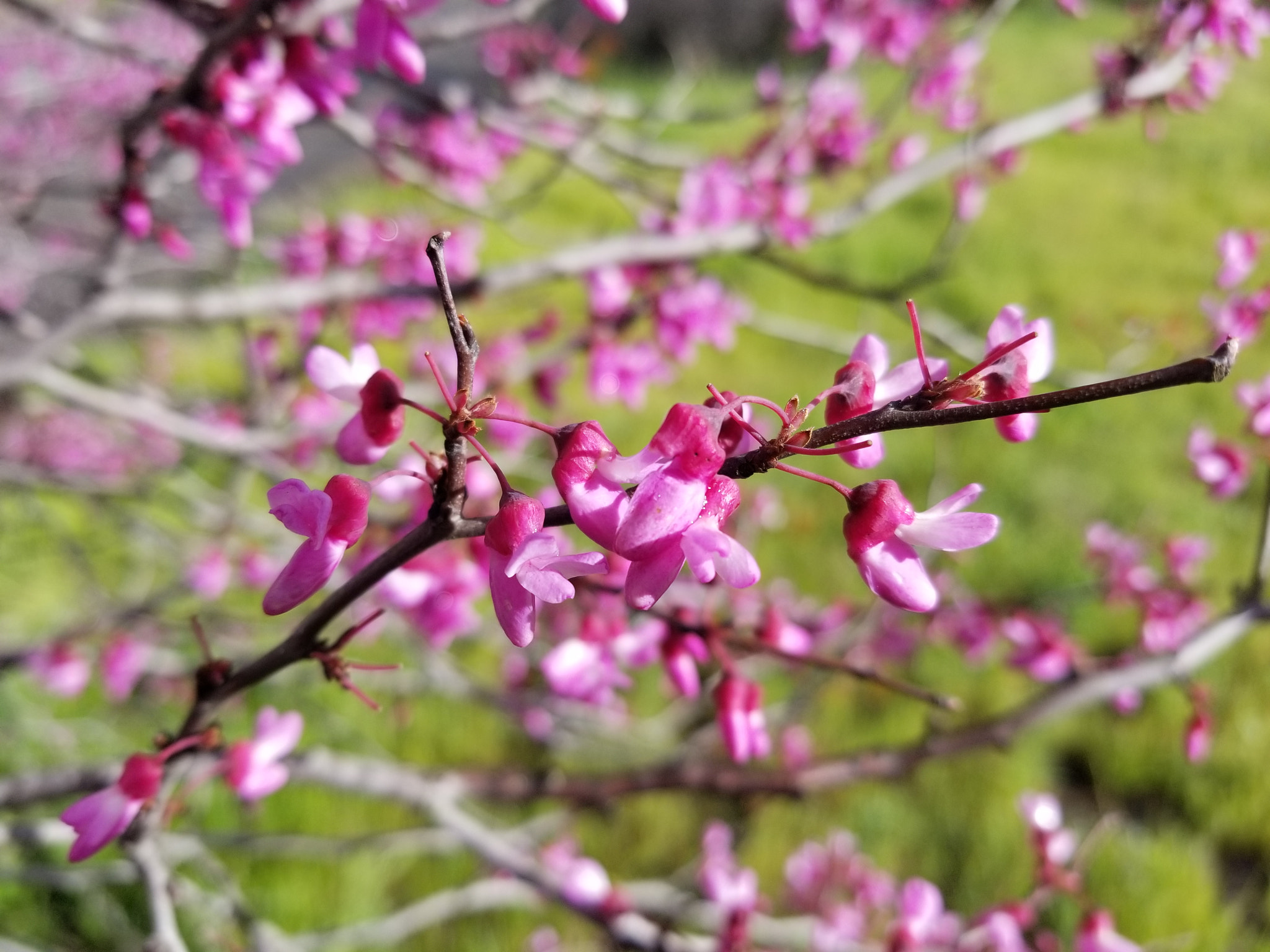 Samsung Galaxy S8 Active sample photo. Flower tree photography