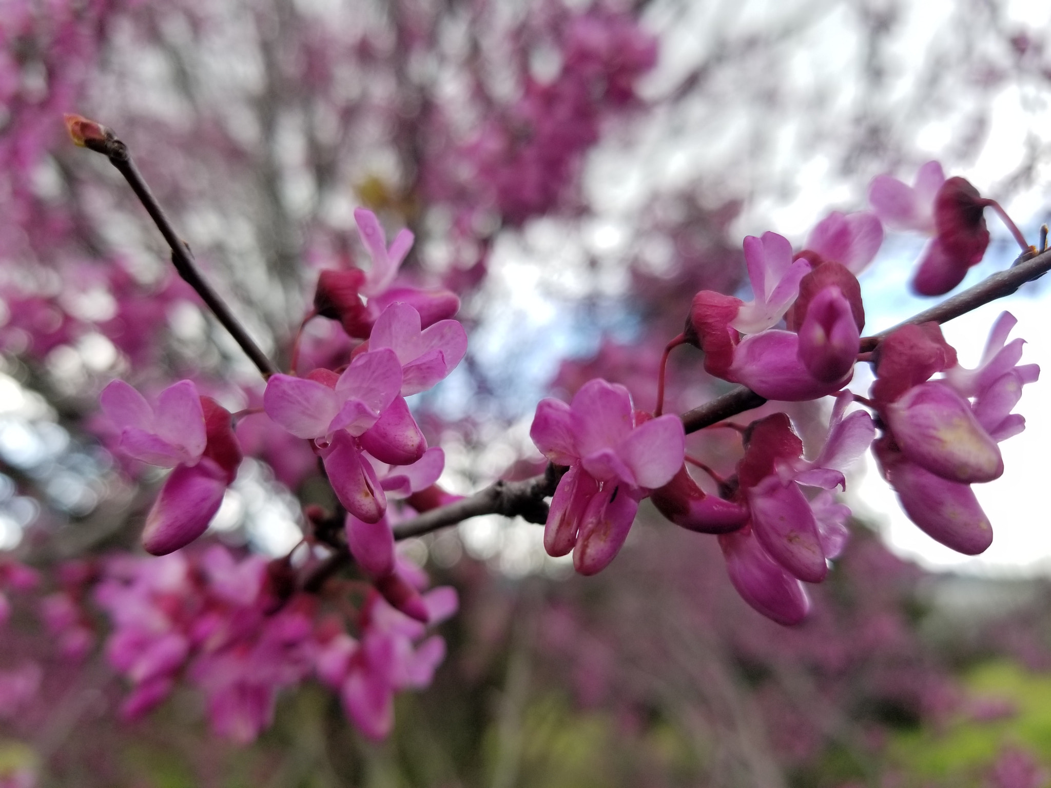 Samsung Galaxy S8 Active sample photo. Flower tree photography