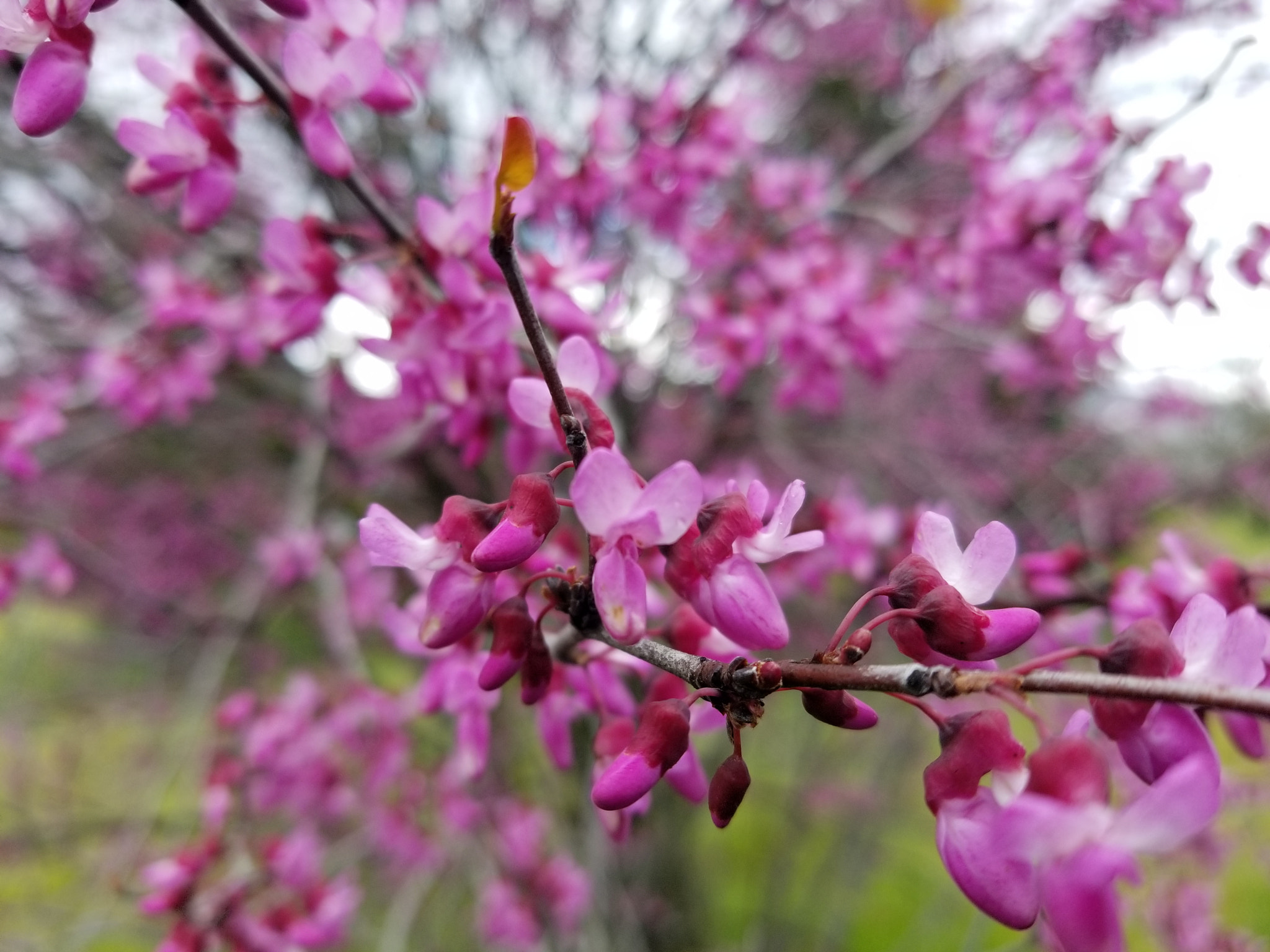 Samsung Galaxy S8 Active sample photo. Flower tree photography