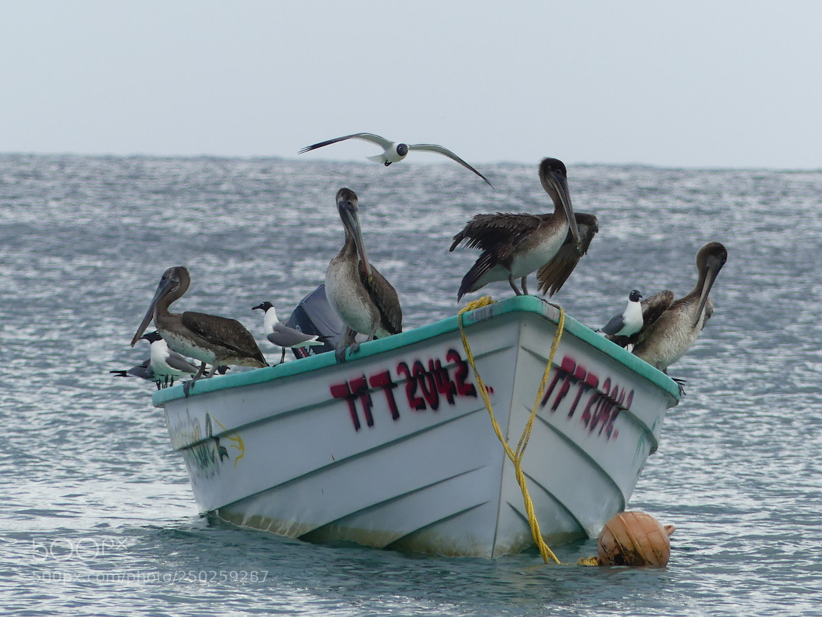 Panasonic Lumix DMC-FZ300 sample photo. Pelicans photography