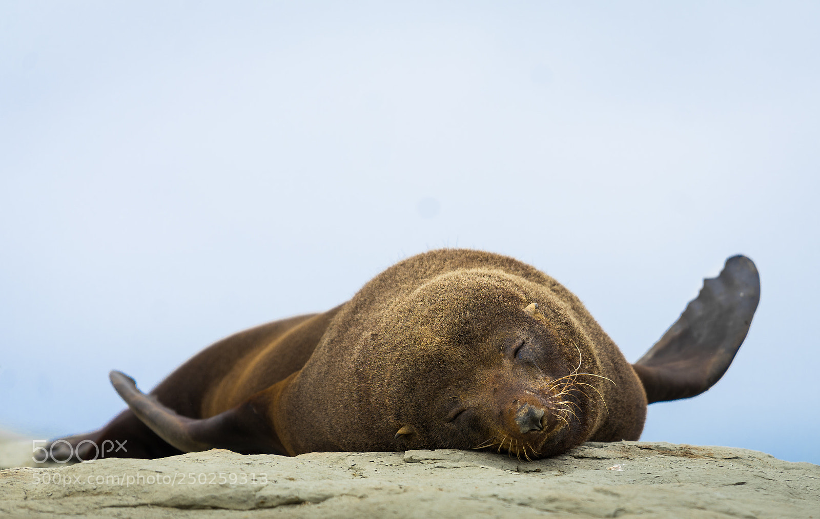 Sony a7 II sample photo. Sleepy days photography