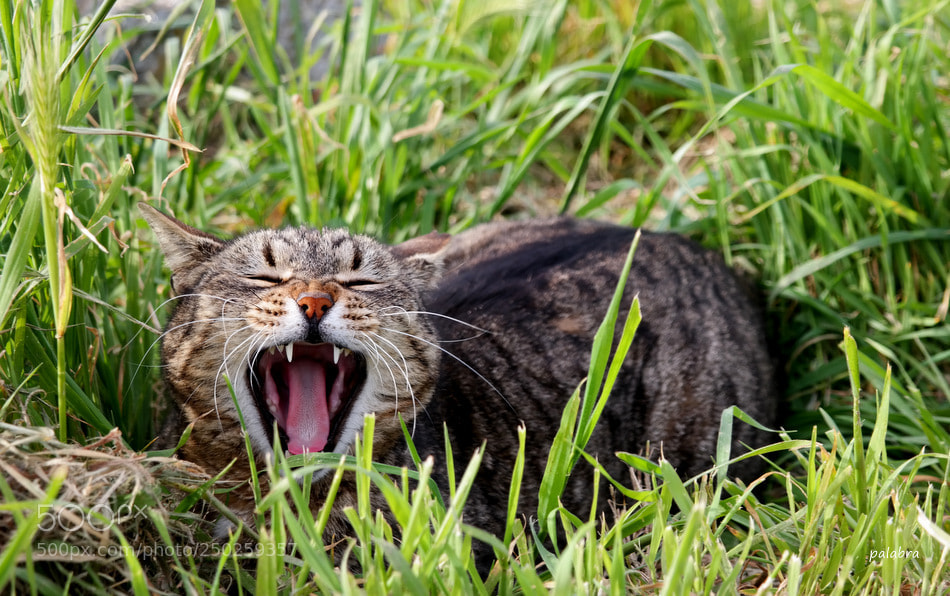 Samsung NX300 sample photo. ... photography