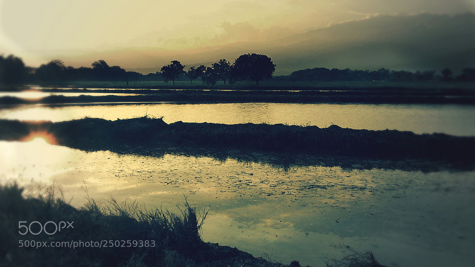 Samsung Galaxy S5 Mini sample photo. Sunset rice photography