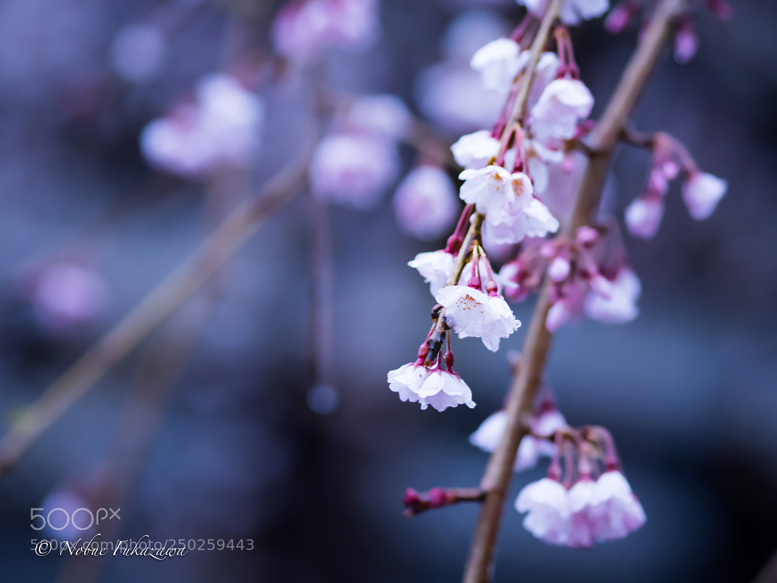 Olympus OM-D E-M1 Mark II sample photo. Cherry blossom viewing photography
