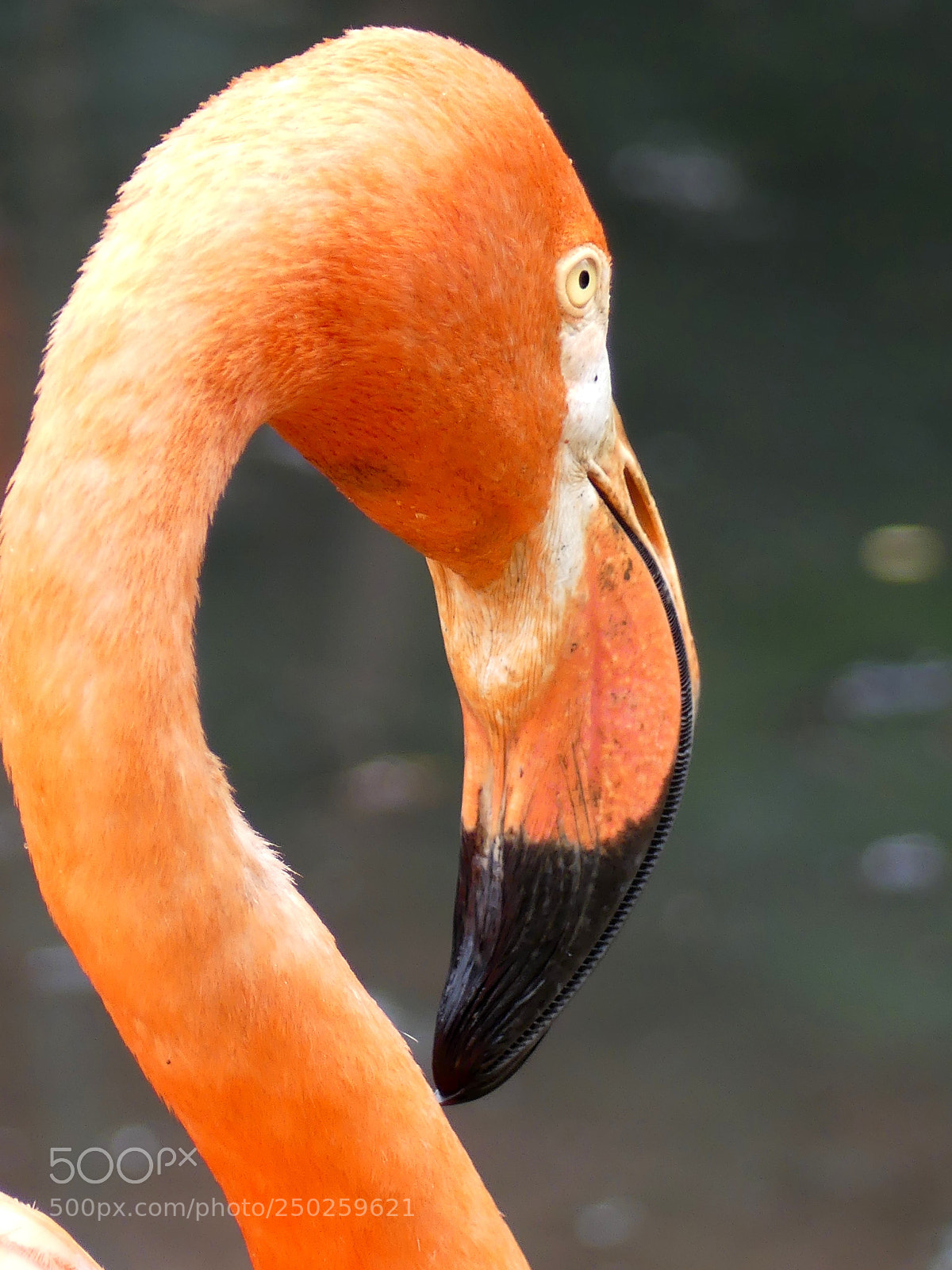 Panasonic Lumix DMC-FZ300 sample photo. Greater flamingo photography