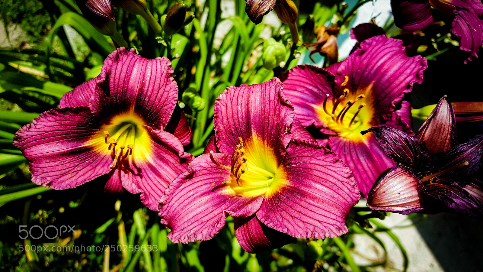 Samsung Galaxy Note5 sample photo. Untitled photography