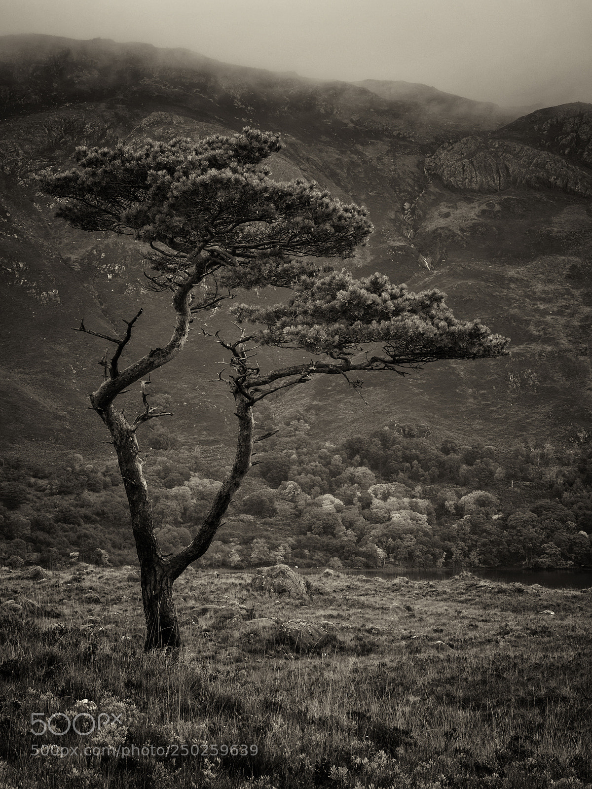 Fujifilm X-T1 sample photo. The tree photography