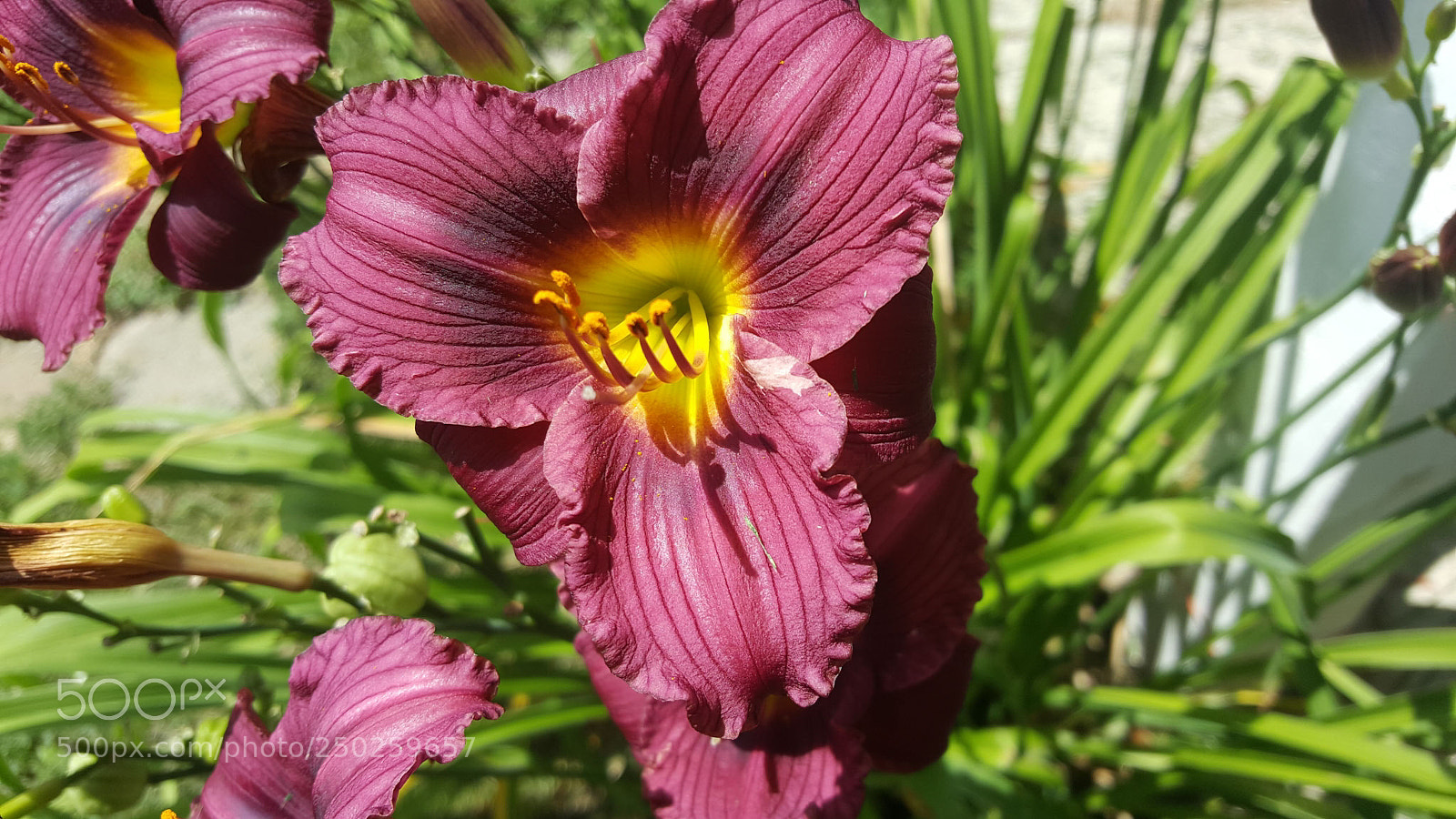 Samsung Galaxy Note5 sample photo. Untitled photography