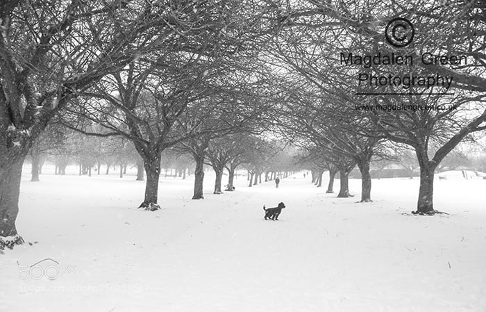 Nikon D700 sample photo. Dog trees and snow photography
