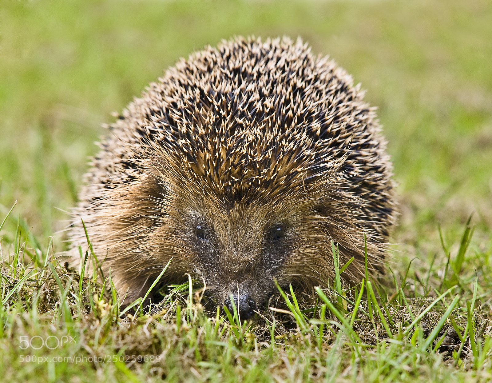 Olympus E-510 (EVOLT E-510) sample photo. Hedgehog in my garden photography