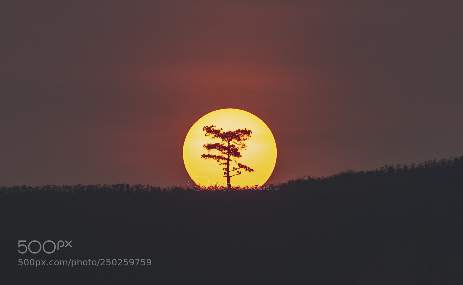 Canon EOS 5DS R sample photo. Alone with sun photography