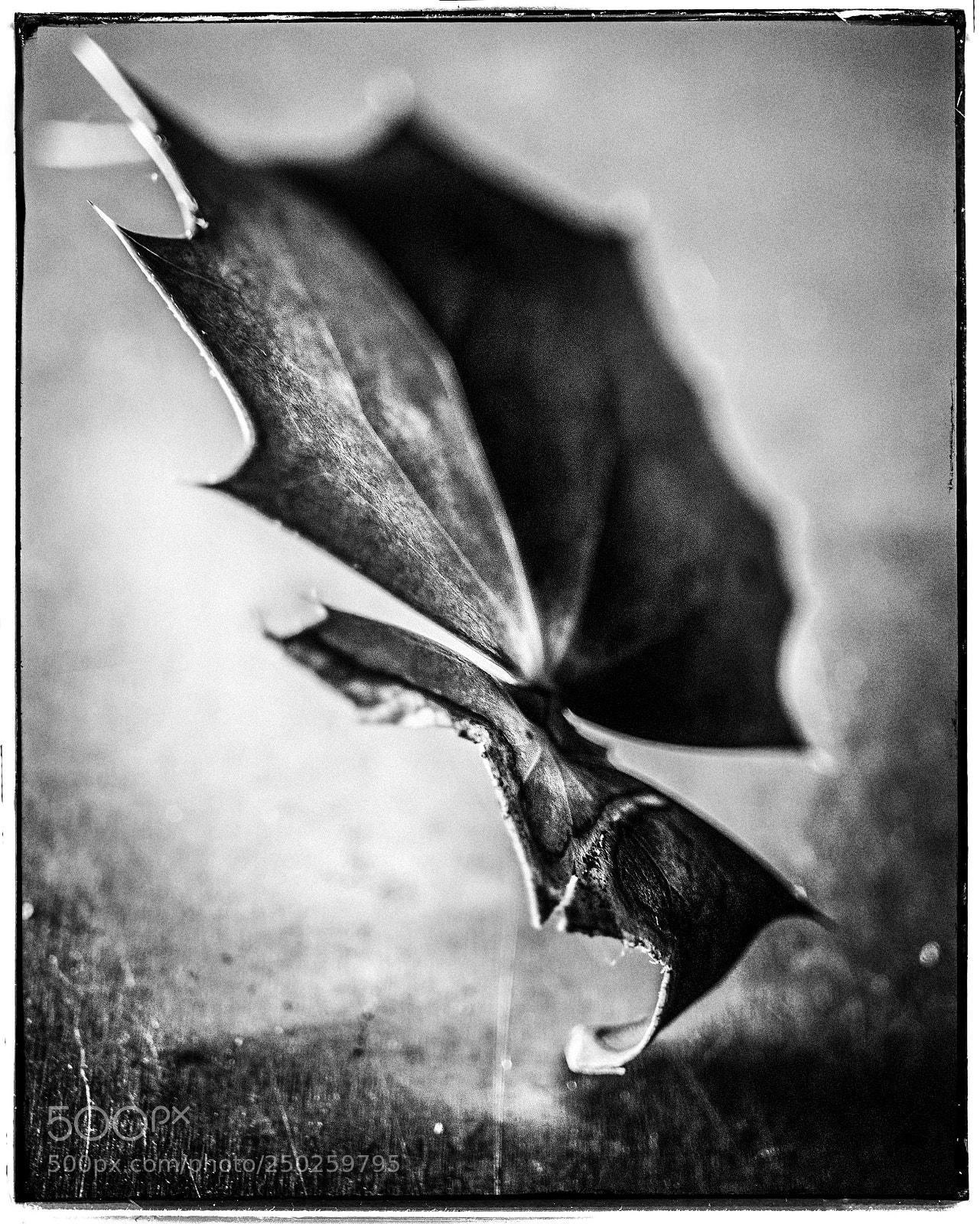 Sony a7 sample photo. Broken leaf dynamic photography
