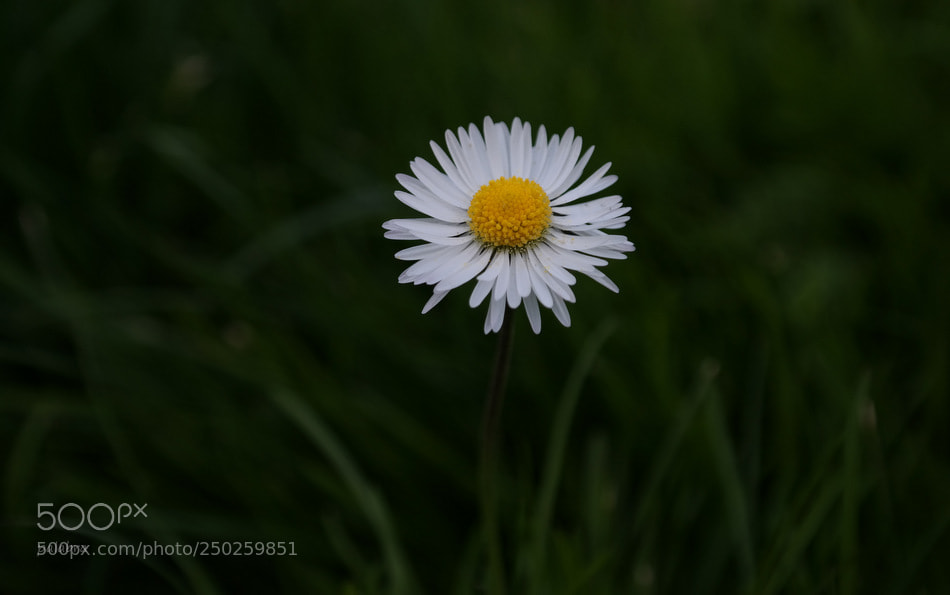 Samsung NX300 sample photo. ... photography